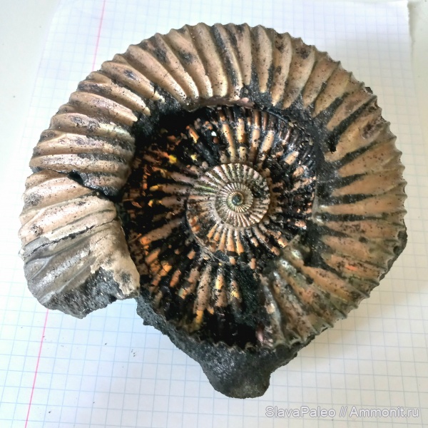 волжский ярус, Epivirgatites bipliciformis, зона Epivirgatites nikitini, Ammonites