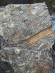 Камень с остатками флоры пермского периода
