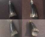 Рыбий зуб из Филей