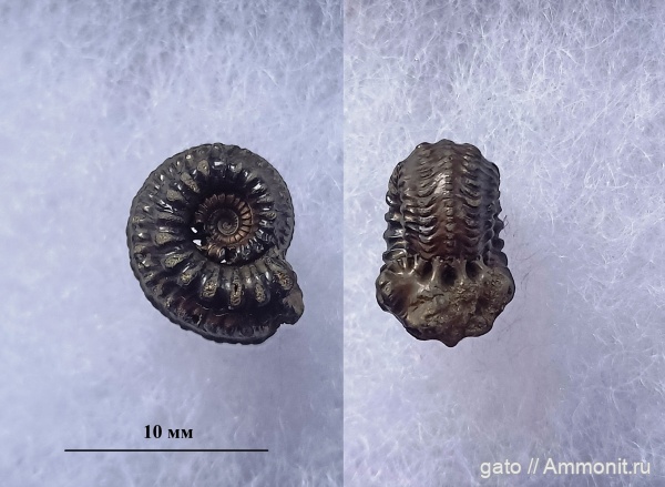 Cardioceratidae, Amoebites, зона Aulacostephanus mutabilis