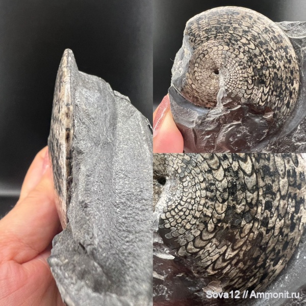 Cordillerites, Cordillerites sp