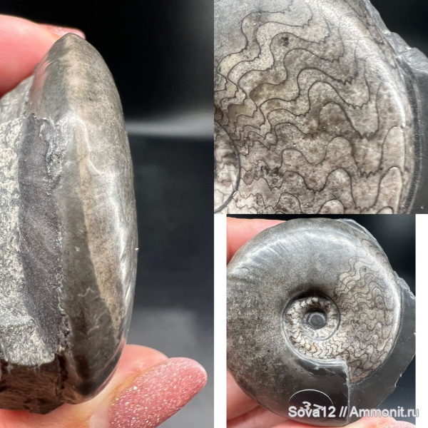 Owenites, Owenites koeneni