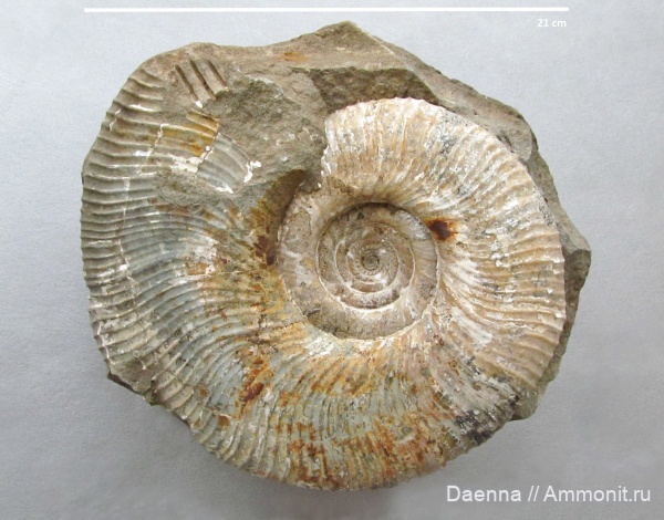 головоногие моллюски, мезозой, верхний мел, Ammonoidea, Gaudryceras, Lytoceratina, Сахалин, Gaudryceras makarovense, Upper Cretaceous