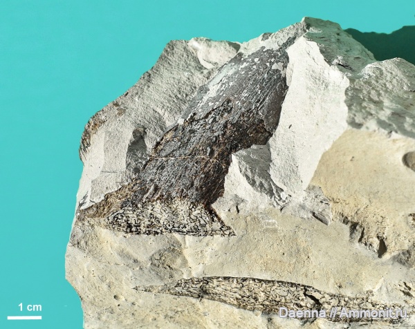 позвоночные, верхний мел, ?, кости, Сахалин, Upper Cretaceous