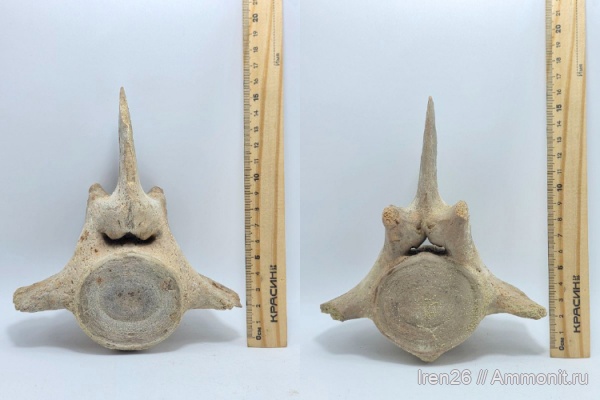 Окаменелости Казахстана