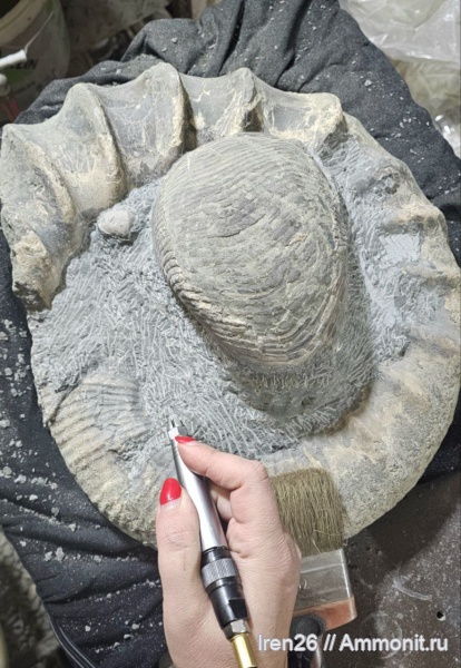 аммониты, наутилоидеи, апт, аптский ярус, Cymatoceras, находки Карачаево-Черкесии