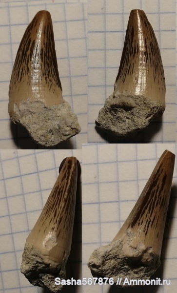 зубы, мозазавры, Prognathodon