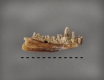 Фрагмент челюсти Aspidorhynchus