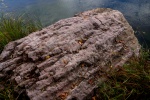 Строматолиты Inzeria. Река Инзер, Ассы.