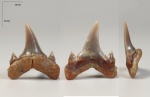 Зуб Carcharias aff. Gracilis