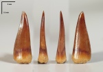 Зуб Enchodus gladiolus