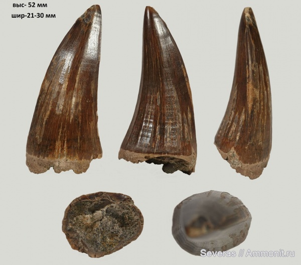 мел, маастрихт, Волгоградская область, зубы рептилий, Mosasaurus, Волгоград, Mosasaurus Hoffmanni