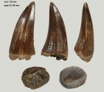 Зуб Mosasaurus Hoffmanni