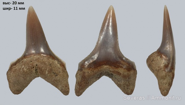мел, маастрихт, зубы акул, Волгоград, Pseudocorax affinis