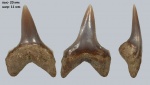 Зуб Pseudocorax affinis