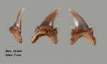 Зуб Palaeohypotodus rutoti