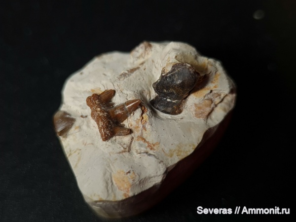 карбон, зубы, нижний карбон, Poecilodus, Ctenacanthiformes, Заборье