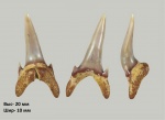 Зуб Palaeohypotodus cf. volgensis