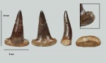 Зуб Ctenacanthiformes