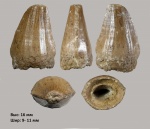 Зуб Prognathodon sp. 2