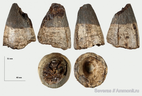 мел, палеоарт, сеноман, Московская область, Варавино, зубы рептилий, Polyptychodon