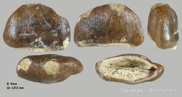 зубы, маастрихт, Carinodens belgicus, Carinodens, Волгоградская область, Волгоград