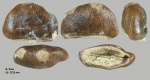 Зуб Carinodens belgicus