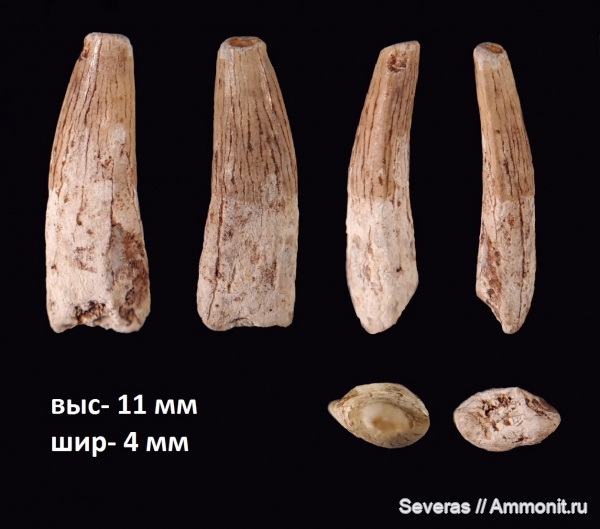 зубы, сеноман, Московская область, Варавино, зубы рептилий, Ornithocheiridae