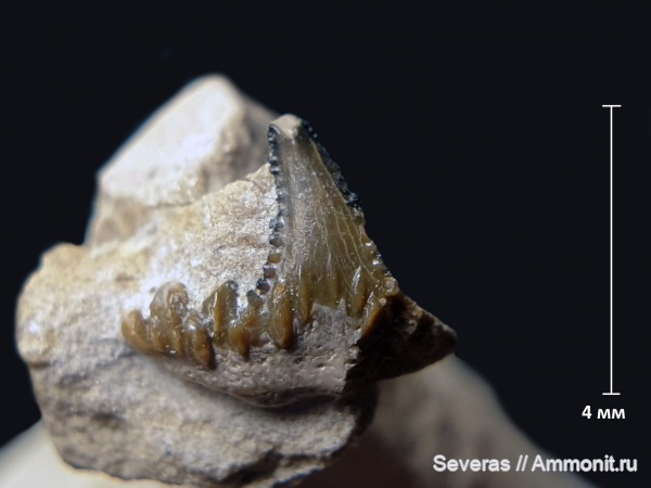 зубы, нижний карбон, Carcharopsis, Заборье