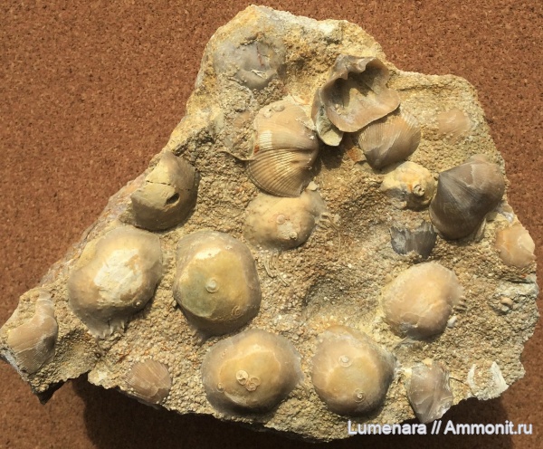 брахиоподы, девон, Theodossia, brachiopoda, Microconchida, Donalosia, Cornulites, Cornulitida, Epizoans, Palaeoconchus