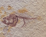 Малёк олигоценовой камбалообразной рыбы (предпол. Scophthalmidae/Scophthalmus)