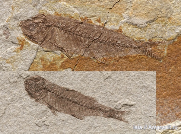 рыбы, олигоцен, Mugil, fish, Mugilidae