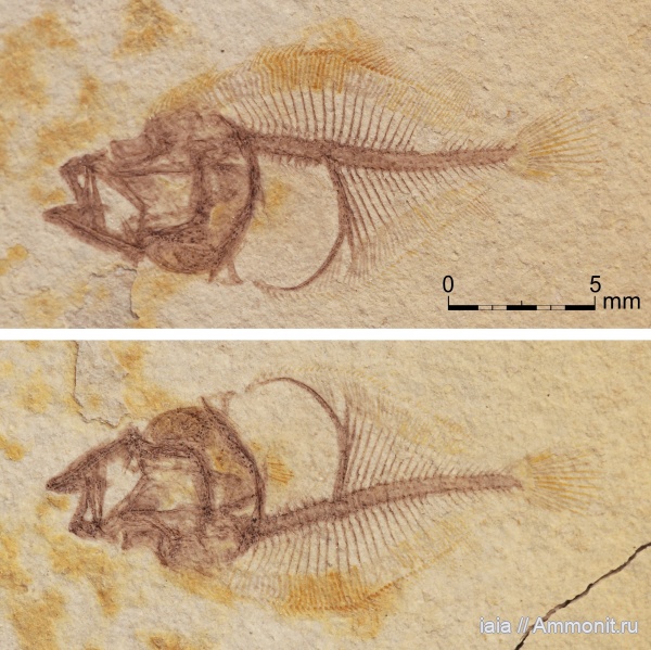 миоцен, fish, Scophthalmidae, Scophthalmus