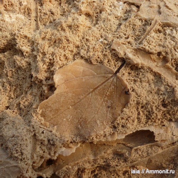 Viburnum, ископаемая флора