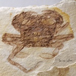 Liocarcinus oligocenicus (Paucă, 1929)