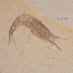 Crangon miocenicus (Garassino & Teruzzi, 1996)