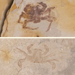 Опаловый кишечник краба Liocarcinus oligocenicus