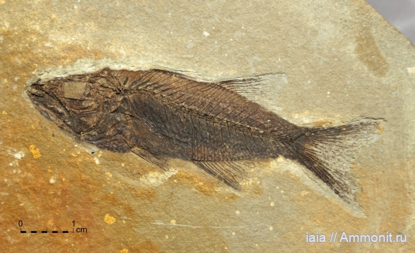 миоцен, Lednevia, Lednevia oligocenica, сакараул