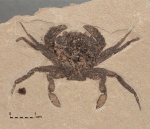 Угольное сердце краба Liocarcinus oligocenicus (Paucă, 1929)