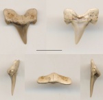 Зуб акулы  Cretolamna appendiculata