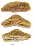Боковой зуб Heterodontus