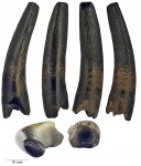 Зуб плезиозавра Cryptoclididae indet.