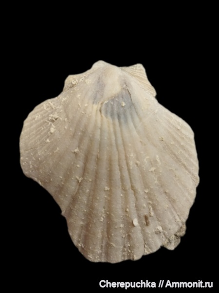 двустворчатые моллюски, Италия, Гетангский ярус, Абруццо, Monte Orselo