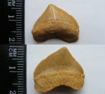 Зуб Squalicorax pristodontus