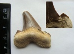 Зуб Otodus poseidoni