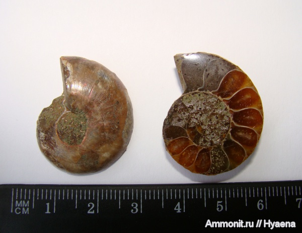 аммониты, мезозой, Мадагаскар, Cleoniceras, Ammonites