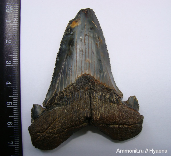 Казахстан, олигоцен, зубы акул, Otodus, Otodus turgidus, shark teeth