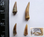 Зубы рыб семейства Trichiuridae