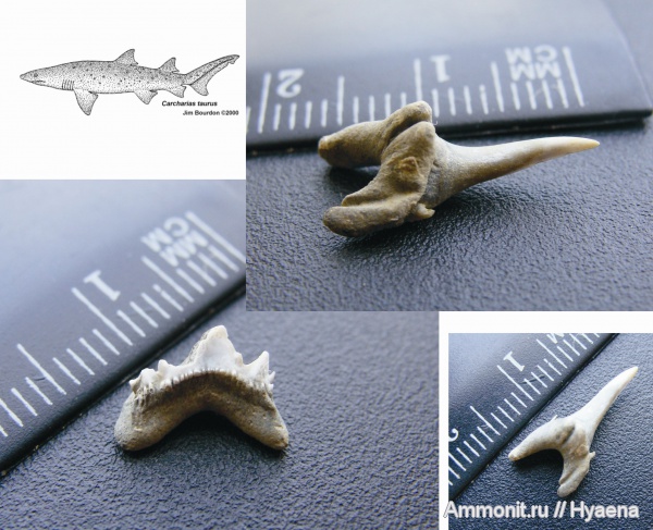 зубы, эоцен, зубы акул, Зауралье, приабон, Odontaspididae, Carcharias acutissima, Paleohypotodus rutoti, teeth, shark teeth