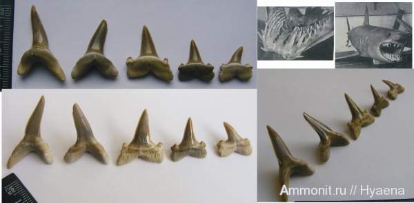 зубы, акулы, олигоцен, зубы акул, рюпель, Isuridae, Lamiostoma rupeliensis, Lamiostoma, teeth, shark teeth, sharks